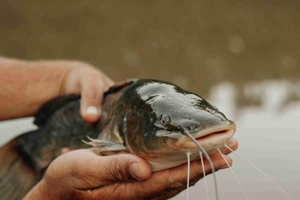 lele melengkung diberi pakan kotoran, simak fakta nutrisi lele