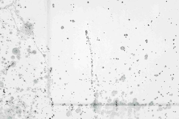 black mold jamur hitam penyebab asma pneumonia