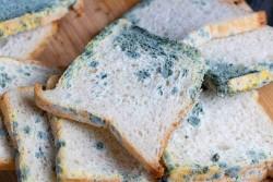 /artikel/roti-berjamur/'s thumbnail